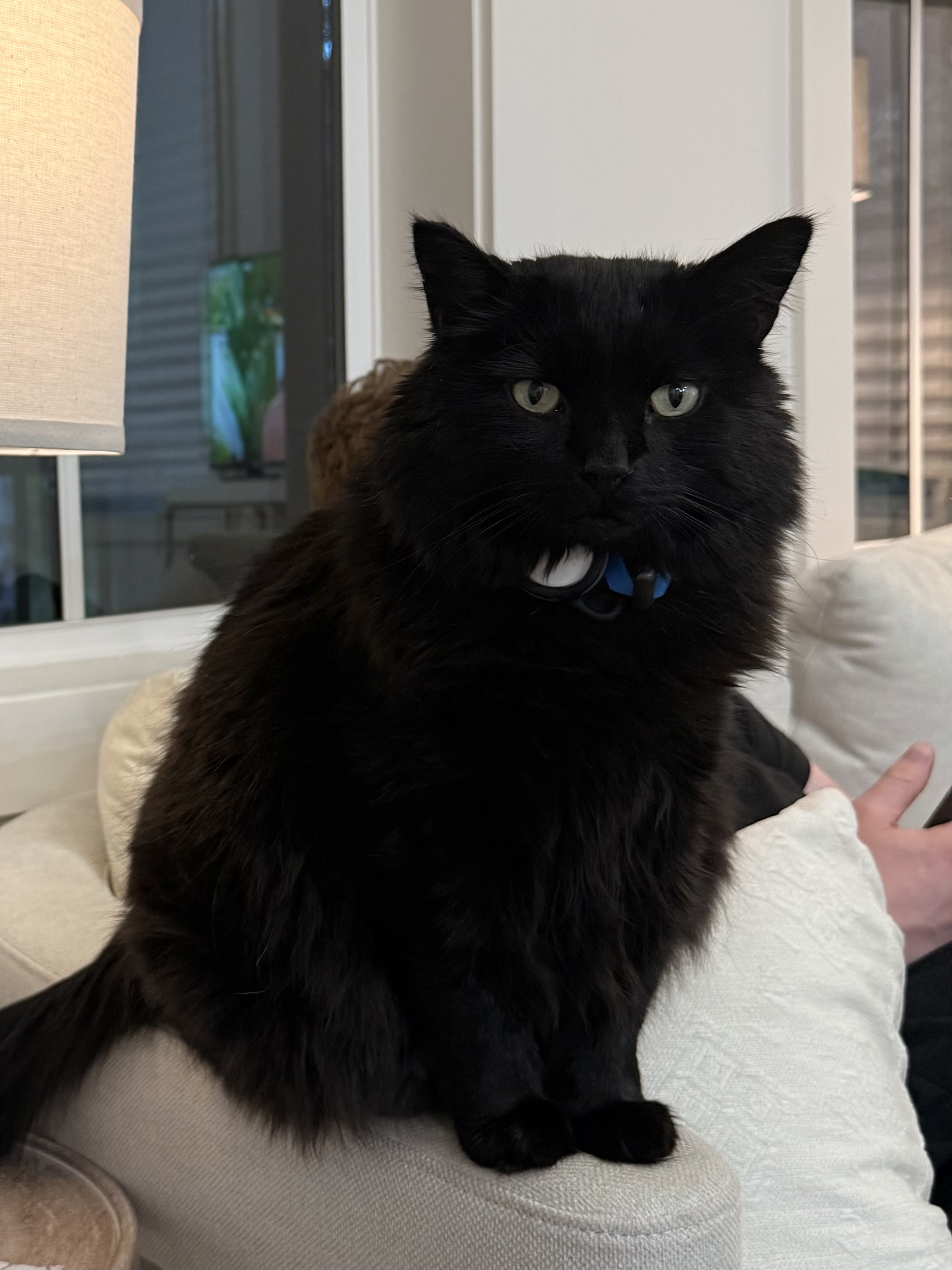 Photo of Ambrose