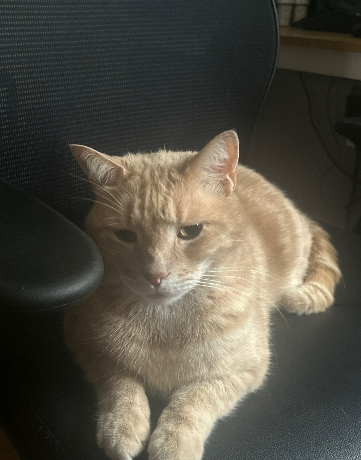 Photo of Toby