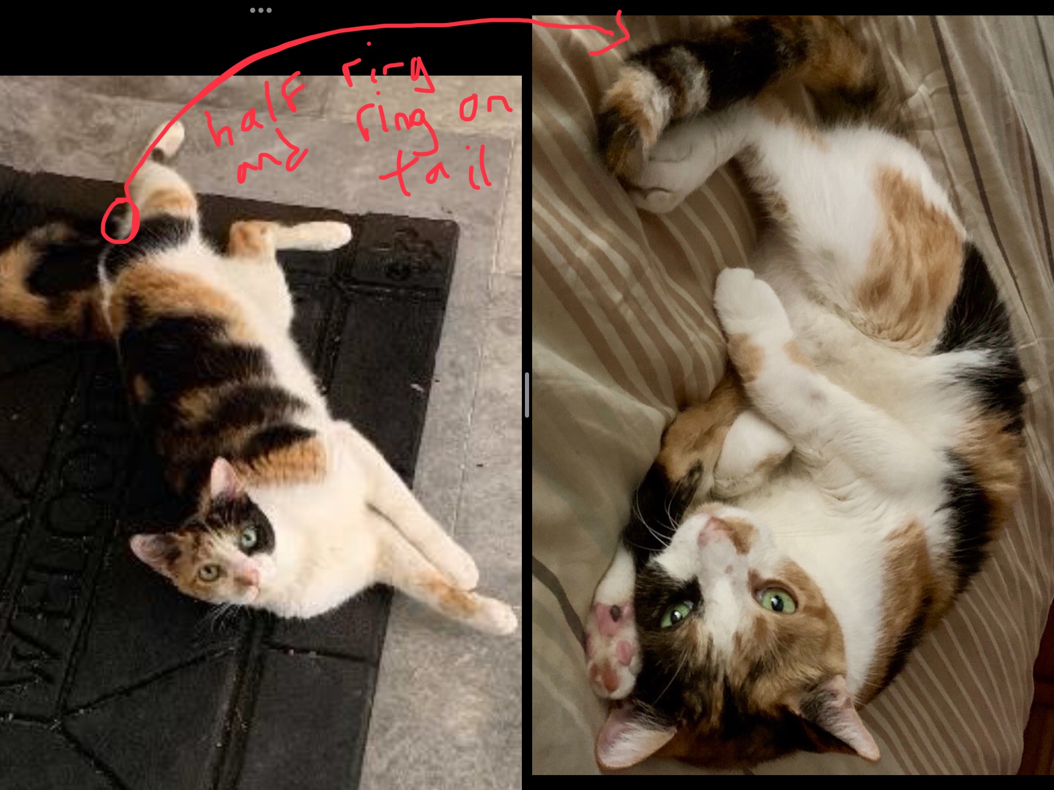 Photo of Jazzie