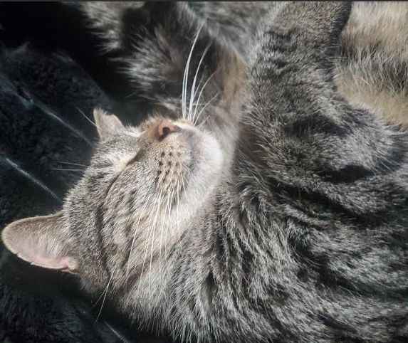 Photo of Waffles