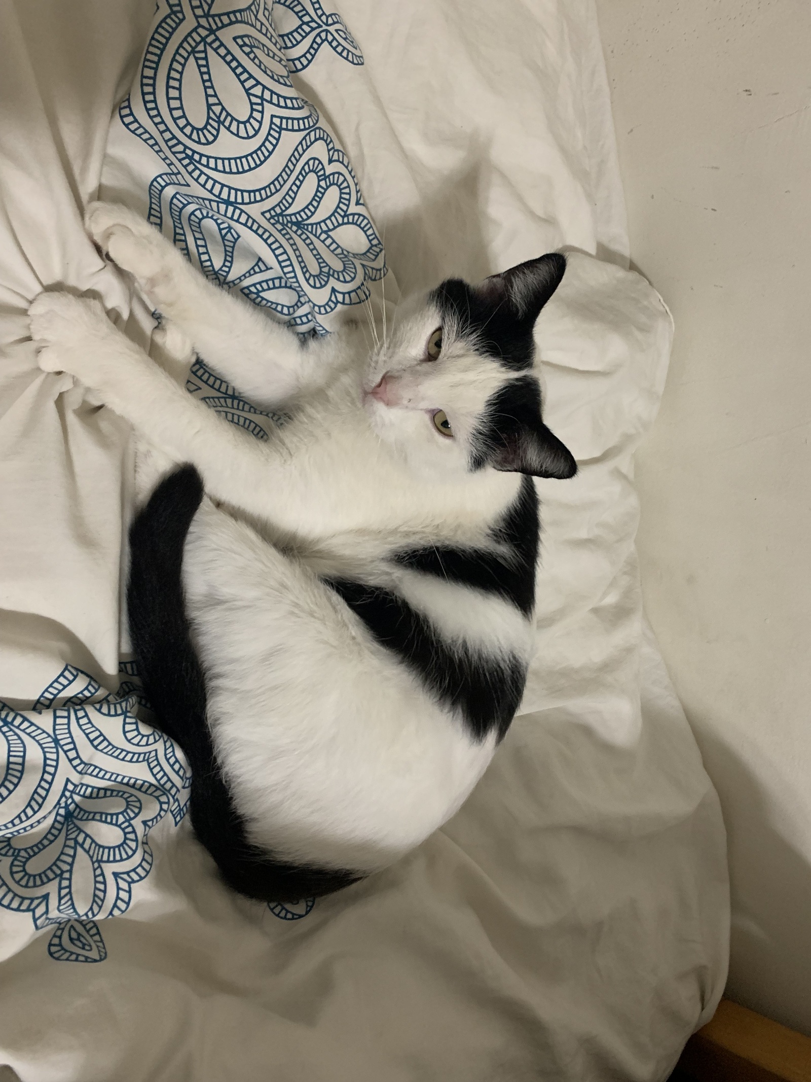 Photo of Hercule