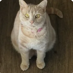 Photo of Savanna
