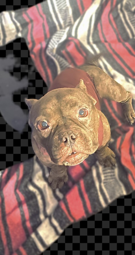 Photo of ROYAL